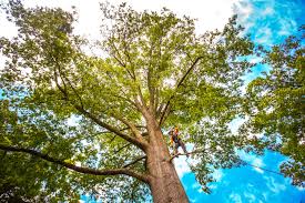 Best Tree Health Inspection  in Sioux Falls, SD