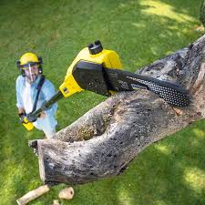 Best Tree Preservation Services  in Sioux Falls, SD