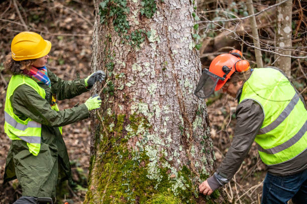 How Our Tree Care Process Works  in  Sioux Falls, SD