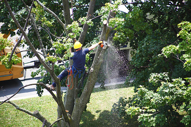 Sioux Falls, SD Tree Care Company